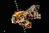  ( - UAIC1138615)  @11 [ ] by (2021) Wendy Moore University of Arizona Insect Collection