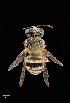  ( - UAIC1138619)  @11 [ ] by (2021) Wendy Moore University of Arizona Insect Collection