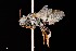  ( - UAIC1138619)  @11 [ ] by (2021) Wendy Moore University of Arizona Insect Collection