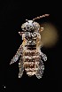  ( - UAIC1138620)  @11 [ ] by (2021) Wendy Moore University of Arizona Insect Collection