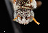  ( - UAIC1138630)  @11 [ ] by (2021) Wendy Moore University of Arizona Insect Collection
