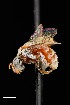  ( - UAIC1138630)  @11 [ ] by (2021) Wendy Moore University of Arizona Insect Collection