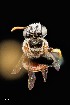  ( - UAIC1138631)  @11 [ ] by (2021) Wendy Moore University of Arizona Insect Collection