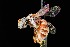  ( - UAIC1138631)  @11 [ ] by (2021) Wendy Moore University of Arizona Insect Collection
