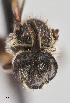  ( - UAIC1138632)  @11 [ ] by (2021) Wendy Moore University of Arizona Insect Collection