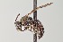  ( - UAIC1138632)  @11 [ ] by (2021) Wendy Moore University of Arizona Insect Collection
