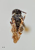  ( - UAIC1138634)  @11 [ ] by (2021) Wendy Moore University of Arizona Insect Collection
