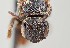  ( - UAIC1138634)  @11 [ ] by (2021) Wendy Moore University of Arizona Insect Collection