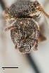  ( - UAIC1138635)  @11 [ ] by (2021) Wendy Moore University of Arizona Insect Collection
