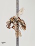  ( - UAIC1138635)  @11 [ ] by (2021) Wendy Moore University of Arizona Insect Collection