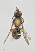  ( - UAIC1138636)  @11 [ ] by (2021) Wendy Moore University of Arizona Insect Collection