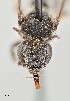  ( - UAIC1138636)  @11 [ ] by (2021) Wendy Moore University of Arizona Insect Collection