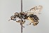  ( - UAIC1138636)  @11 [ ] by (2021) Wendy Moore University of Arizona Insect Collection
