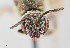  (Lasioglossum desertum - UAIC1138641)  @11 [ ] by (2021) Wendy Moore University of Arizona Insect Collection