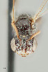  ( - UAIC1138647)  @11 [ ] by (2021) Wendy Moore University of Arizona Insect Collection