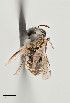  ( - UAIC1138648)  @11 [ ] by (2021) Wendy Moore University of Arizona Insect Collection