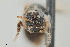  ( - UAIC1138648)  @11 [ ] by (2021) Wendy Moore University of Arizona Insect Collection