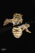  ( - UAIC1138649)  @11 [ ] by (2021) Wendy Moore University of Arizona Insect Collection