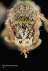  ( - UAIC1138649)  @11 [ ] by (2021) Wendy Moore University of Arizona Insect Collection