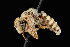  ( - UAIC1138649)  @11 [ ] by (2021) Wendy Moore University of Arizona Insect Collection