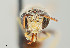  ( - UAIC1138650)  @11 [ ] by (2021) Wendy Moore University of Arizona Insect Collection