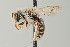  ( - UAIC1138650)  @11 [ ] by (2021) Wendy Moore University of Arizona Insect Collection