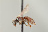  ( - UAIC1138652)  @11 [ ] by (2021) Wendy Moore University of Arizona Insect Collection
