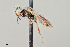  ( - UAIC1138662)  @11 [ ] by (2021) Wendy Moore University of Arizona Insect Collection