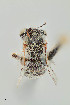  (Anthophora petrophila - UAIC1138667)  @11 [ ] by (2021) Wendy Moore University of Arizona Insect Collection