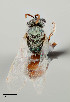  ( - UAIC1138668)  @11 [ ] by (2021) Wendy Moore University of Arizona Insect Collection