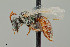  ( - UAIC1138668)  @11 [ ] by (2021) Wendy Moore University of Arizona Insect Collection