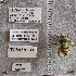  (Anthophora timberlakei - UAIC1138928)  @11 [ ] CC BY (2025) Arizona-Sonora Desert Museum Arizona-Sonora Desert Museum