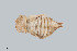  ( - UAIC1148879)  @11 [ ] by (2022) Wendy Moore University of Arizona Insect Collection