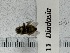  ( - UAIC1150011)  @11 [ ] by (2022) Wendy Moore University of Arizona, Insect Collection