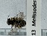  ( - UAIC1150013)  @11 [ ] by (2022) Wendy Moore University of Arizona, Insect Collection