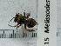 ( - UAIC1150015)  @11 [ ] by (2022) Wendy Moore University of Arizona, Insect Collection