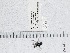  ( - UAIC1150043)  @11 [ ] by (2023) Wendy Moore University of Arizona Insect Collection