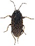  (Delochilocoris caliginosus - UAIC1151573)  @11 [ ] Copyright  Salvador Vitanza Unspecified