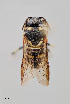  ( - UAIC1153638)  @11 [ ] by (2023) Wendy Moore University of Arizona Insect Collection