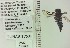  ( - UAIC1153639)  @11 [ ] by (2023) Wendy Moore University of Arizona Insect Collection