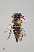  (Coelioxys novomexicanus - UAIC1153640)  @11 [ ] by (2023) Wendy Moore University of Arizona Insect Collection