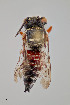 ( - UAIC1153642)  @11 [ ] by (2023) Wendy Moore University of Arizona Insect Collection