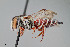  ( - UAIC1153642)  @11 [ ] by (2023) Wendy Moore University of Arizona Insect Collection
