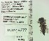  ( - UAIC1153642)  @11 [ ] by (2023) Wendy Moore University of Arizona Insect Collection