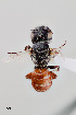 ( - UAIC1153644)  @11 [ ] by (2023) Wendy Moore University of Arizona Insect Collection