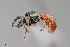  ( - UAIC1153644)  @11 [ ] by (2023) Wendy Moore University of Arizona Insect Collection