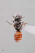  ( - UAIC1153645)  @11 [ ] by (2023) Wendy Moore University of Arizona Insect Collection