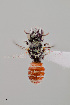  ( - UAIC1153645)  @11 [ ] by (2023) Wendy Moore University of Arizona Insect Collection