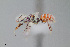  ( - UAIC1153645)  @11 [ ] by (2023) Wendy Moore University of Arizona Insect Collection