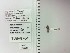  ( - UAIC1153645)  @11 [ ] by (2023) Wendy Moore University of Arizona Insect Collection